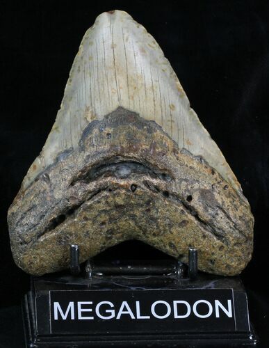 Bargain Megalodon Tooth - North Carolina #32820
